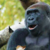 gorilla laughing