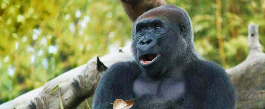 gorilla laughing