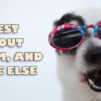 Funny dog in sunglasses