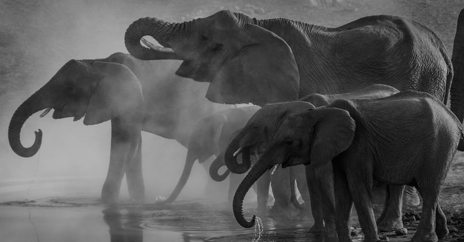 Elephants near the water