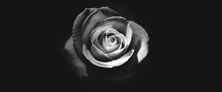 Black and White Rose