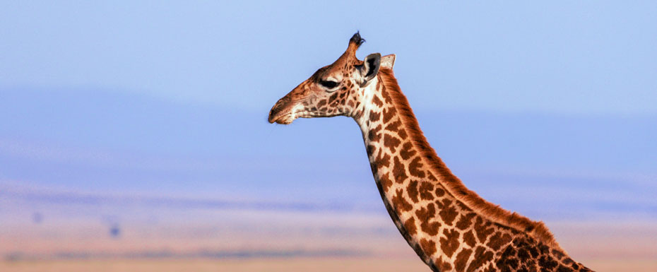 Brown Giraffe Standing on Brown Field