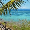 Black bicycle parked beside palm tree near sea during daytime