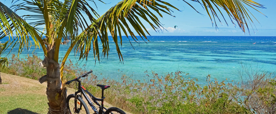 Black bicycle parked beside palm tree near sea during daytime