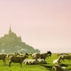 Herd of sheep on green grass field during daytime