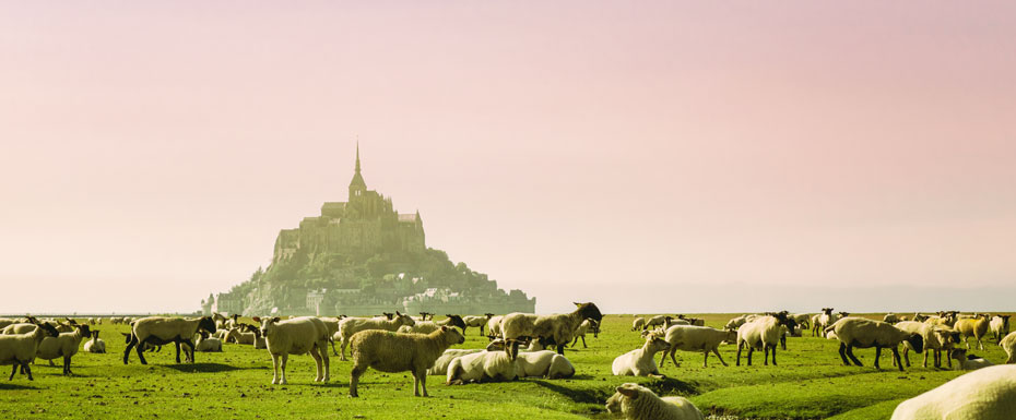 Herd of sheep on green grass field during daytime