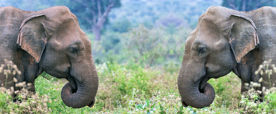 sri-lanka