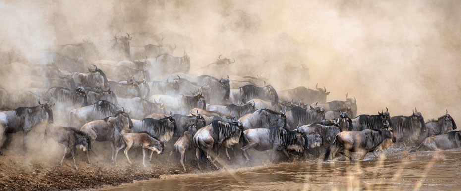 wildebeest about to cross at the river painting