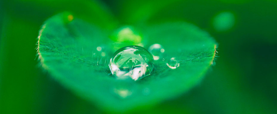 green leaf with water drops