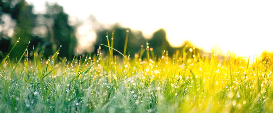 Selective focus photography of water droplets on grasses