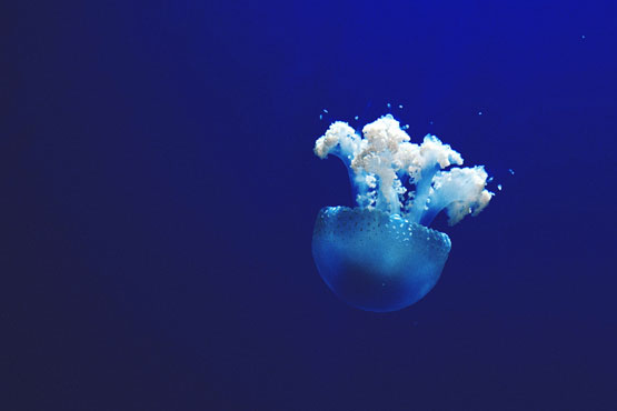 jellyfish under water photo