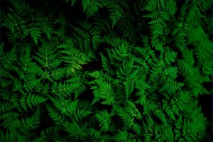 photo of green fern plant